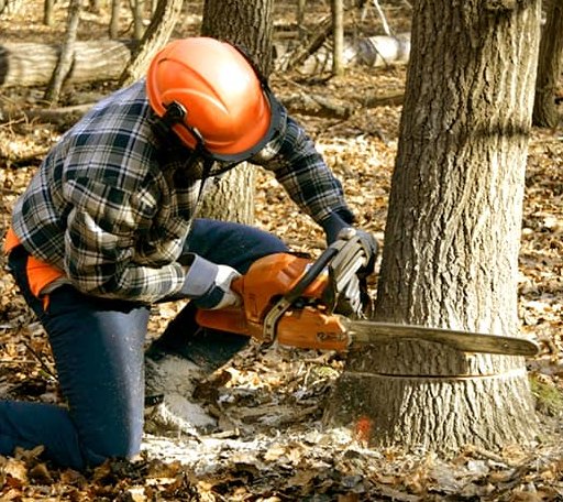 Tree Removal in Ether, NC